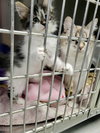 Zephyr kitten-Bodensee