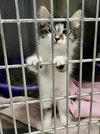 Zephyr kitten-Bodensee