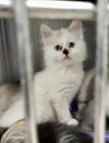 Zephyr kitten-Graf