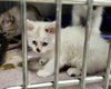 Zephyr kitten-Graf