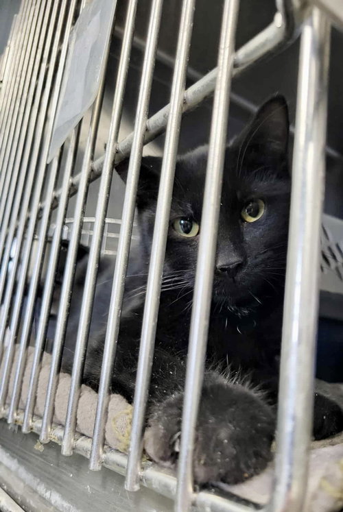 picture of the cat needing adoption