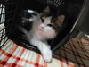 Toast (Bonded w/Pancake)