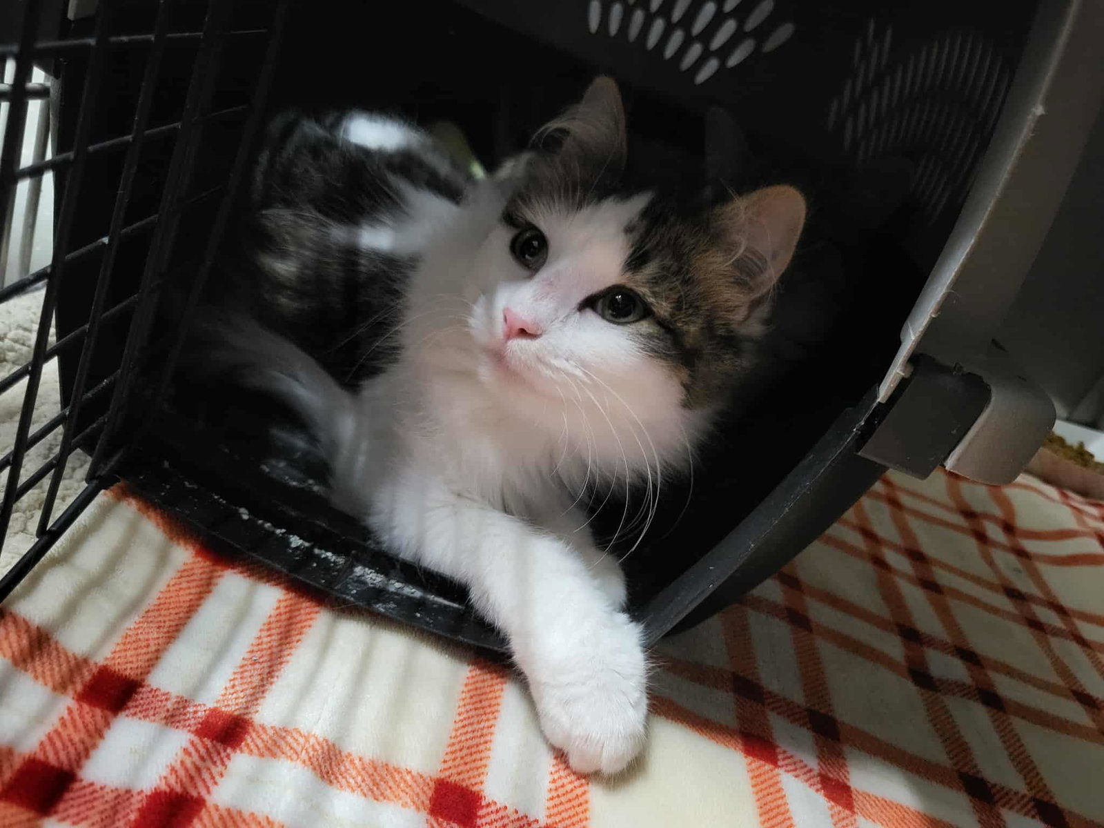 Toast (Bonded w/Pancake) Image