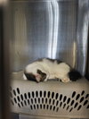 Toast (Bonded w/Pancake)