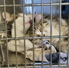 Toast (Bonded w/Pancake)
