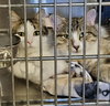 Toast (Bonded w/Pancake)