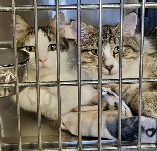 Toast (Bonded w/Pancake)