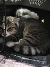 Pancake (Bonded w/Toast)