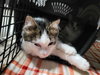 Pancake (Bonded w/Toast)