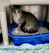 Pancake (Bonded w/Toast)