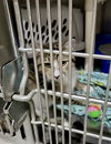 Pancake (Bonded w/Toast)