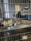 Pancake (Bonded w/Toast)