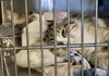 Pancake (Bonded w/Toast)