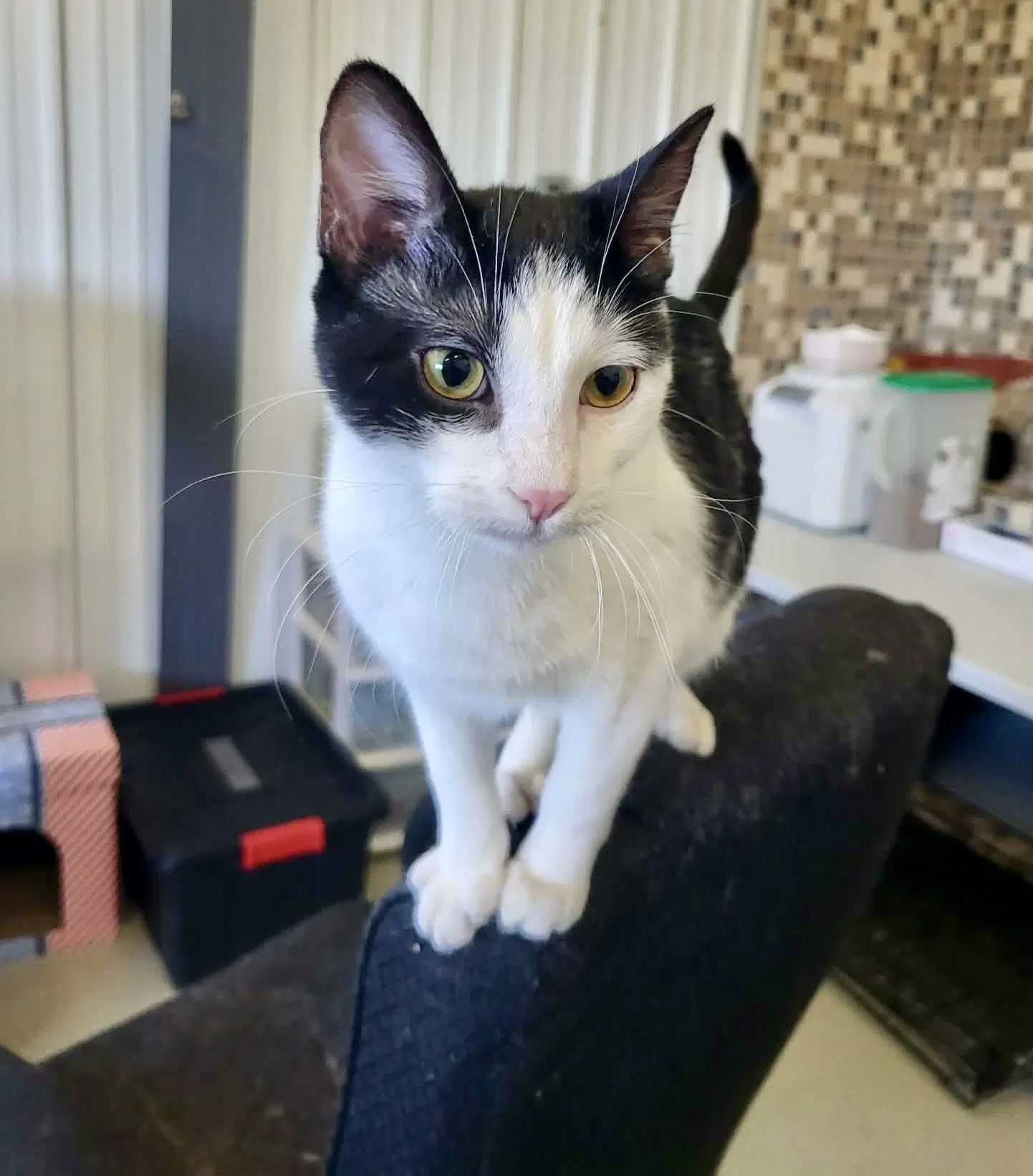Rodeo Bonded Wtots - Domestic Short Hair