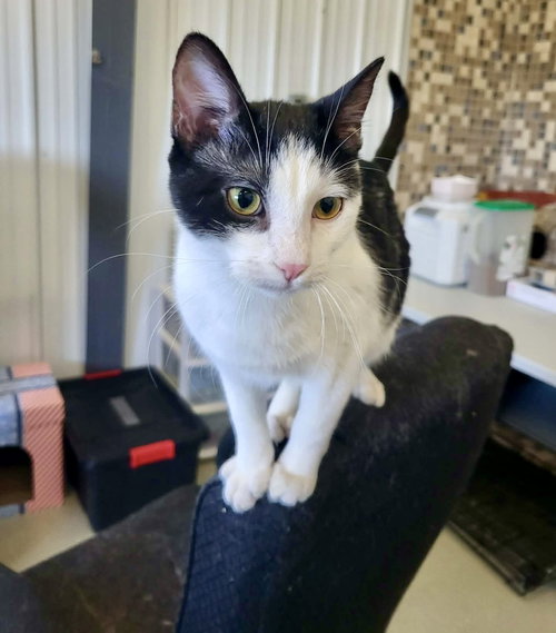 Rodeo (Bonded w/Tots), an adoptable Domestic Short Hair in Detroit Lakes, MN