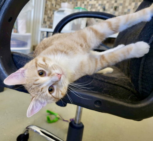 Tots (Bonded w/Rodeo), an adoptable Domestic Short Hair in Detroit Lakes, MN
