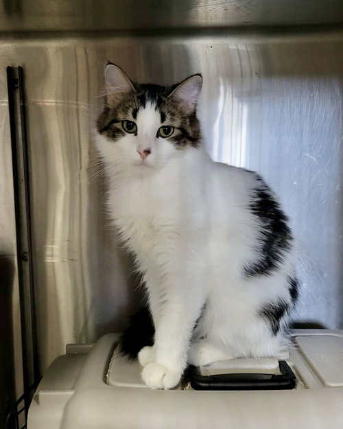 Jane "John" Adams, an adoptable Domestic Medium Hair in Detroit Lakes, MN