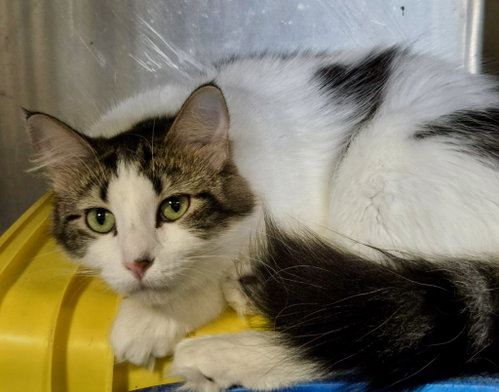 picture of the cat needing adoption