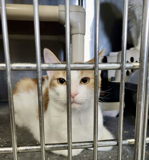 George Washington, an adoptable Domestic Short Hair in Detroit Lakes, MN