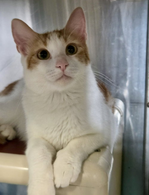 picture of the cat needing adoption