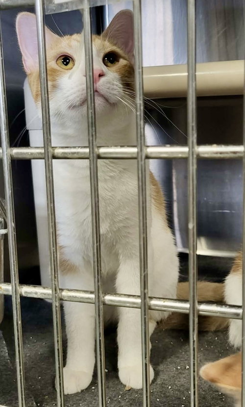 THOMAS JEFFERSON - Domestic Short Hair available for adoption