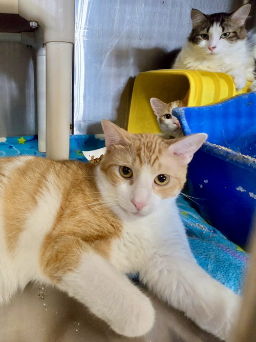 picture of the cat needing adoption