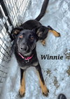 Winnie - Photo 3
