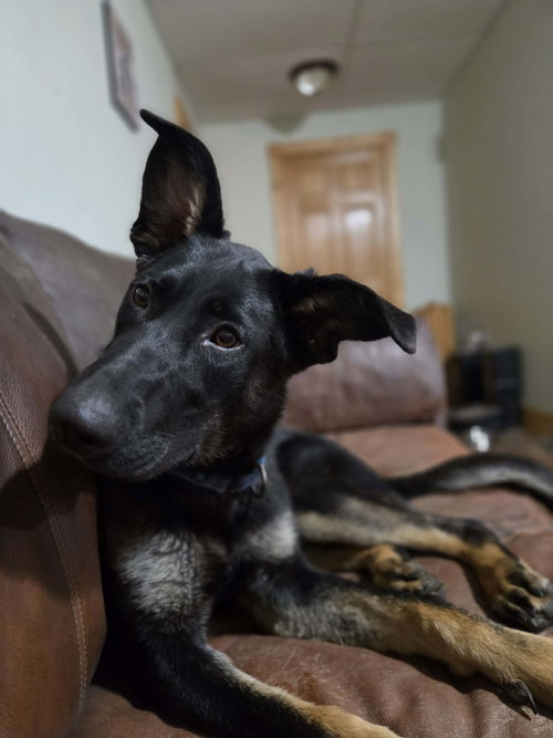 Winnie, an adoptable German Shepherd Dog in Detroit Lakes, MN