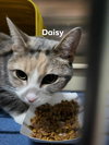 Daisy