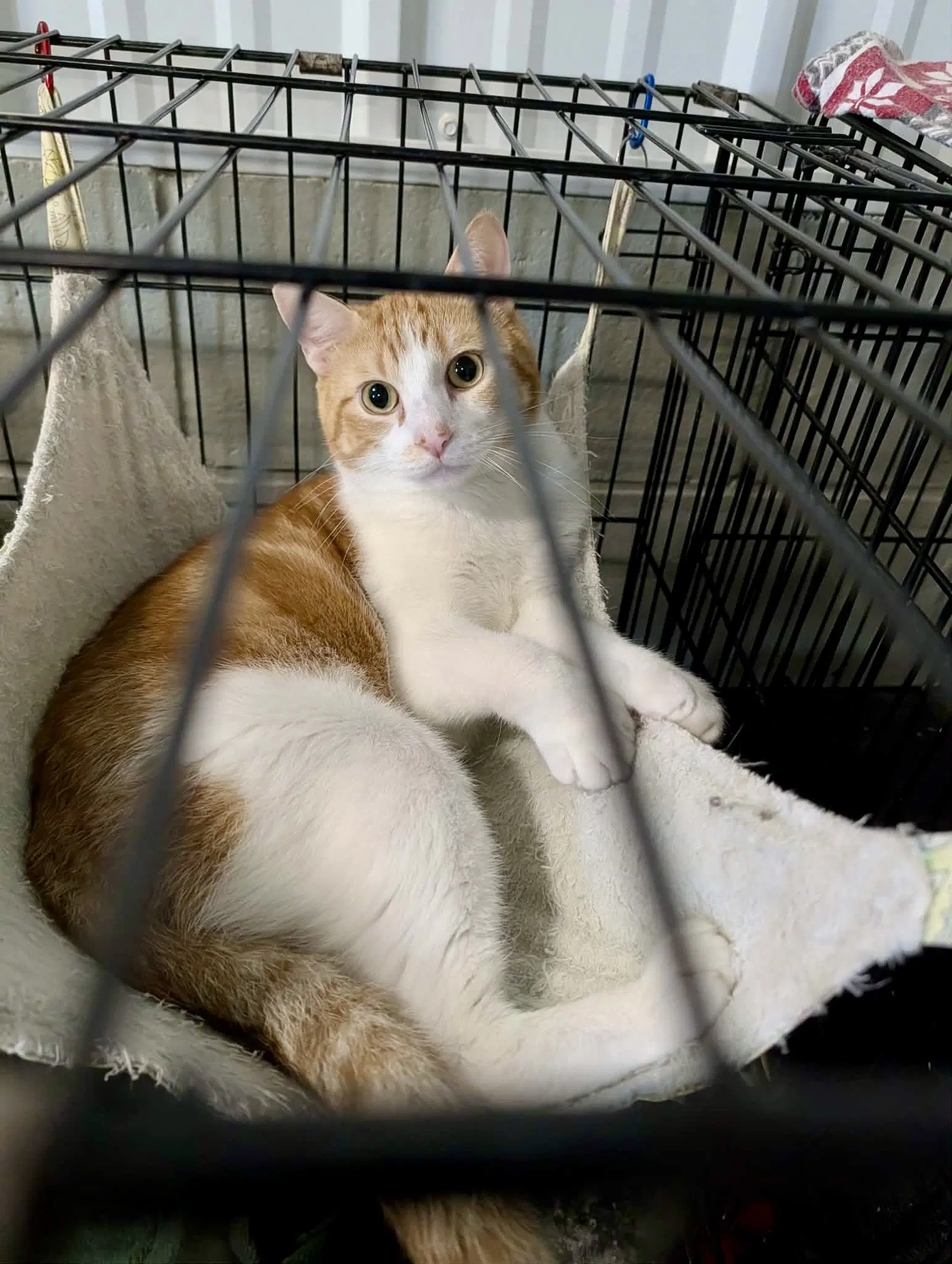 John Quincy Adams - Domestic Short Hair