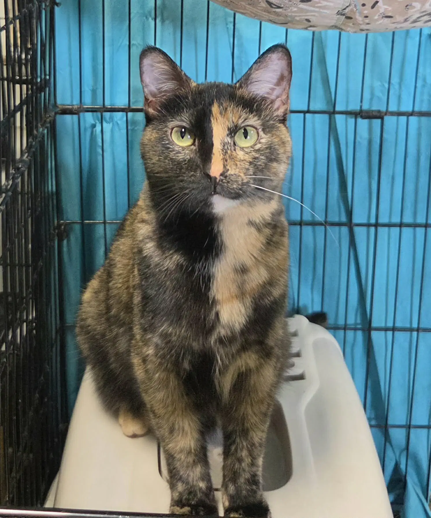Monroe - Domestic Short Hair