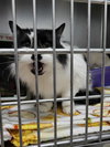 Indie (Bonded with Irie)