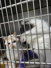 Indie (Bonded with Irie)