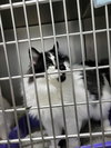Indie (Bonded with Irie)