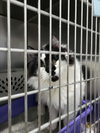 Indie (Bonded with Irie)