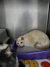 Irie (Bonded with Indie)