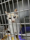 Irie (Bonded with Indie)