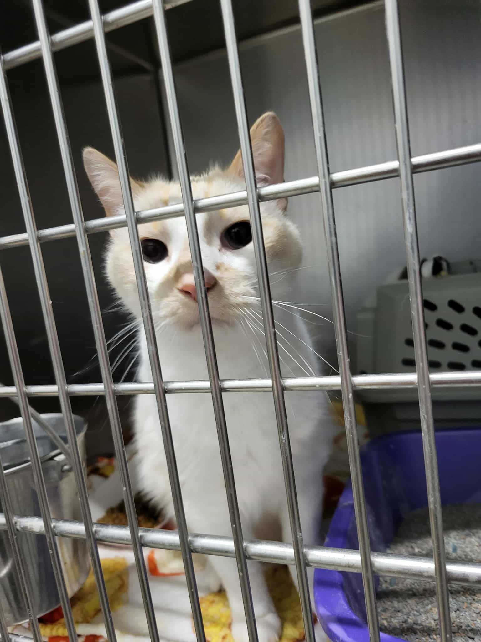 Irie (Bonded with Indie) Image