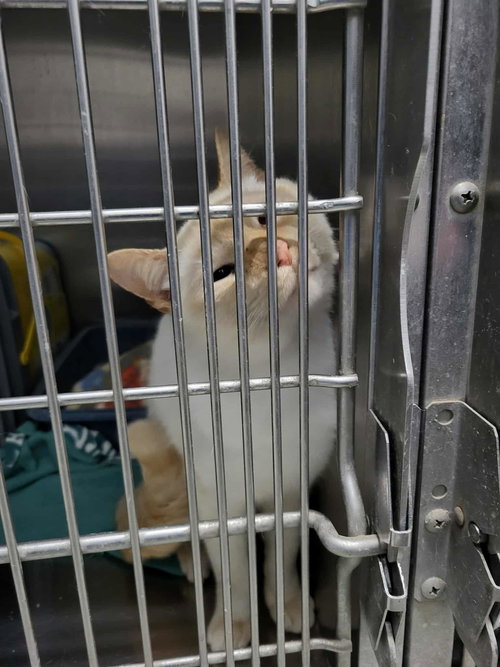 SOREL - Domestic Short Hair available for adoption