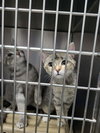 Sizzle (Bonded w/Spark)