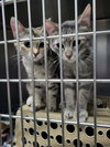 Sizzle (Bonded w/Spark)