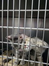 Sizzle (Bonded w/Spark)