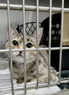 Sizzle (Bonded w/Spark)