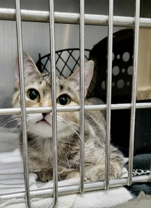 Sizzle (Bonded w/Spark), an adoptable Domestic Short Hair in Detroit Lakes, MN