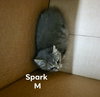Spark