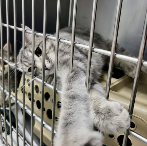 Spark (Bonded w/Sizzle), an adoptable Domestic Short Hair in Detroit Lakes, MN
