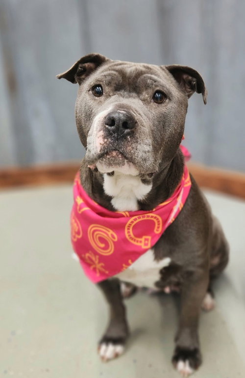 picture of the dog needing adoption