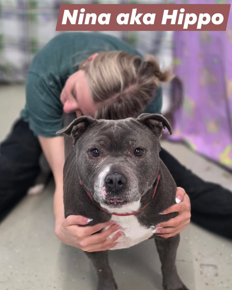 Nina aka Hippo Image