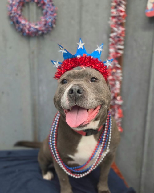 Nina, an adoptable Pit Bull Terrier in Detroit Lakes, MN