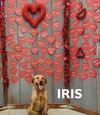 Iris